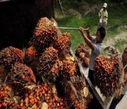 Ilustrasi harga TBS sawit di Riau mengalami penurunan (foto/int)